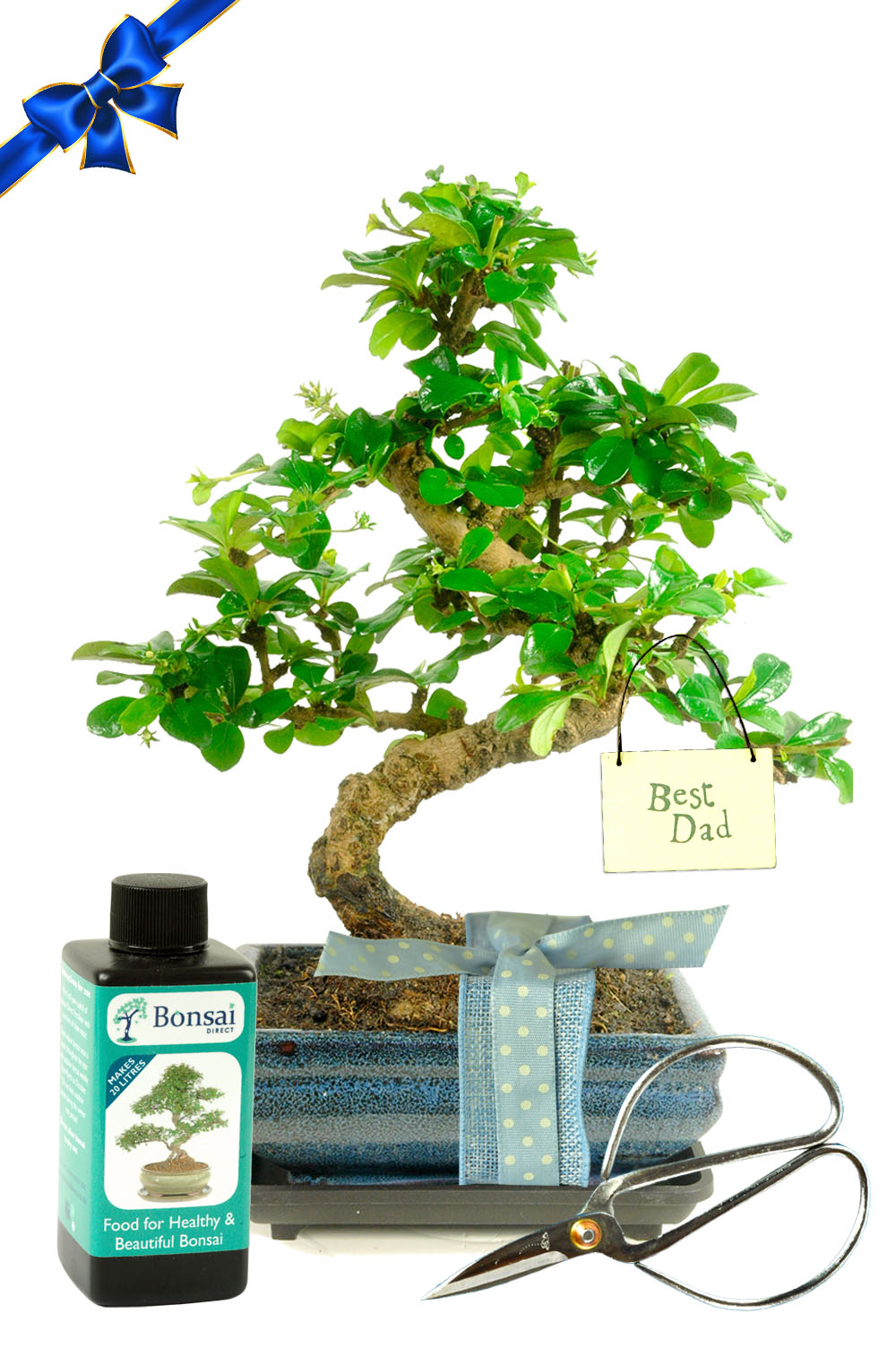 Larger Special Dad Bonsai Gift | Delivered Gift Wrapped