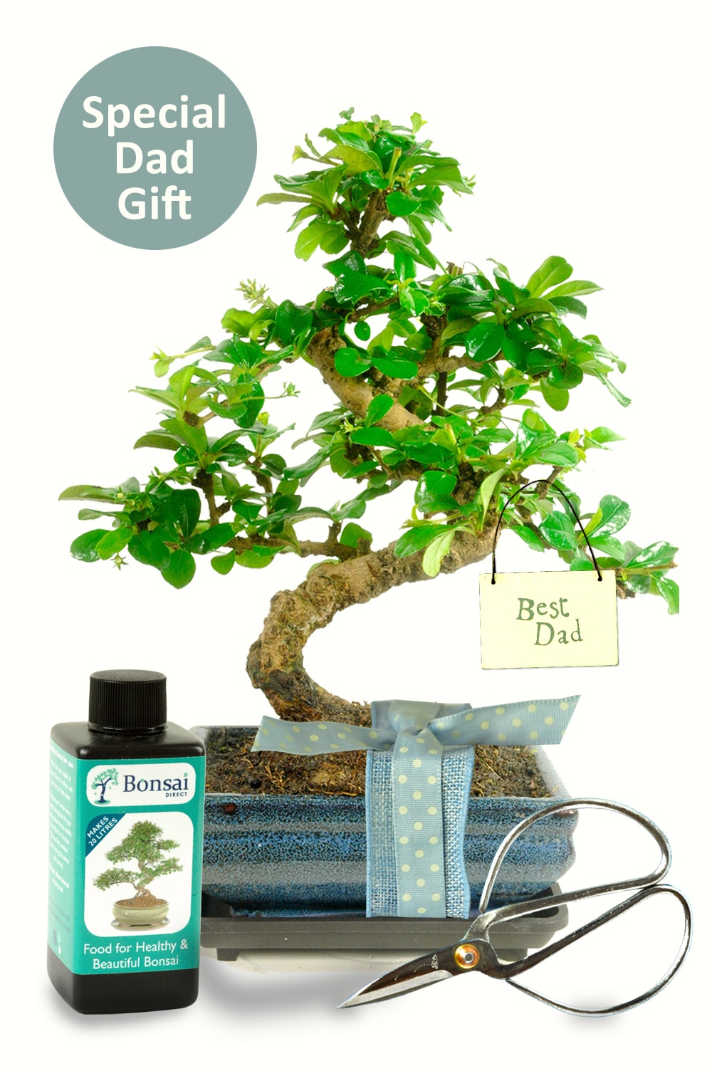 Special Dad Artistic Oriental Bonsai Tree Gift