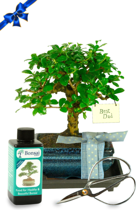Baby Orchard Style Special Dad Bonsai Gift