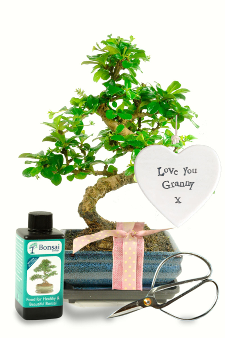 Love You Granny Bonsai Gift - Twisty Flowering Indoor Bonsai Kit