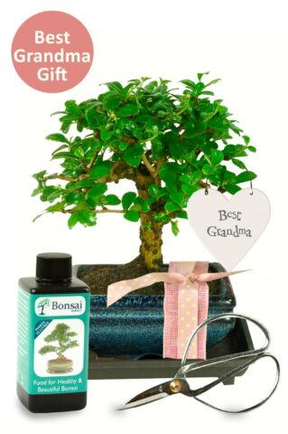 Best Grandma cute flowering bonsai kit