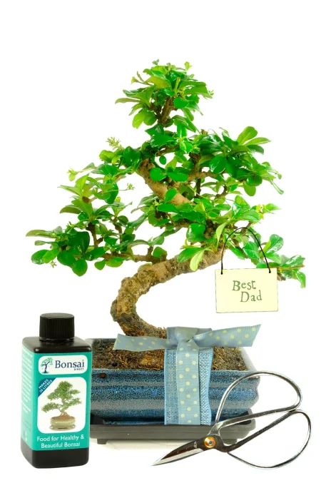 Father’s Day Bonsai – Flowering Fukien Tea Tree Gift