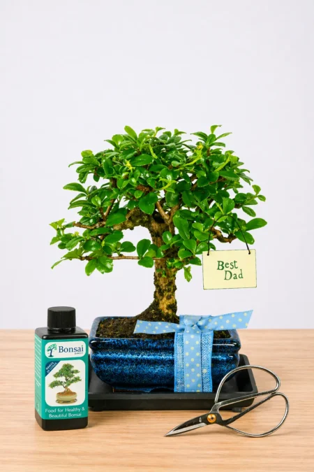 Baby Orchard Style Special Dad Bonsai Gift | Delivered Gift Wrapped - Amazing Value