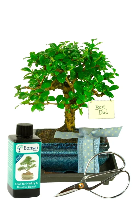 Baby Orchard Style Special Dad Bonsai Gift | Delivered Gift Wrapped - Amazing Value