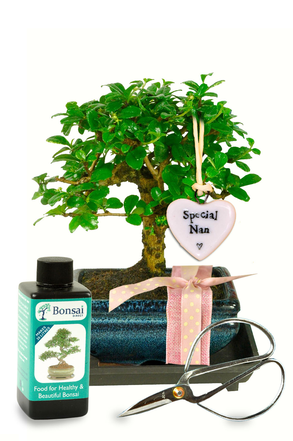 Special Nan Baby Flowering bonsai gift