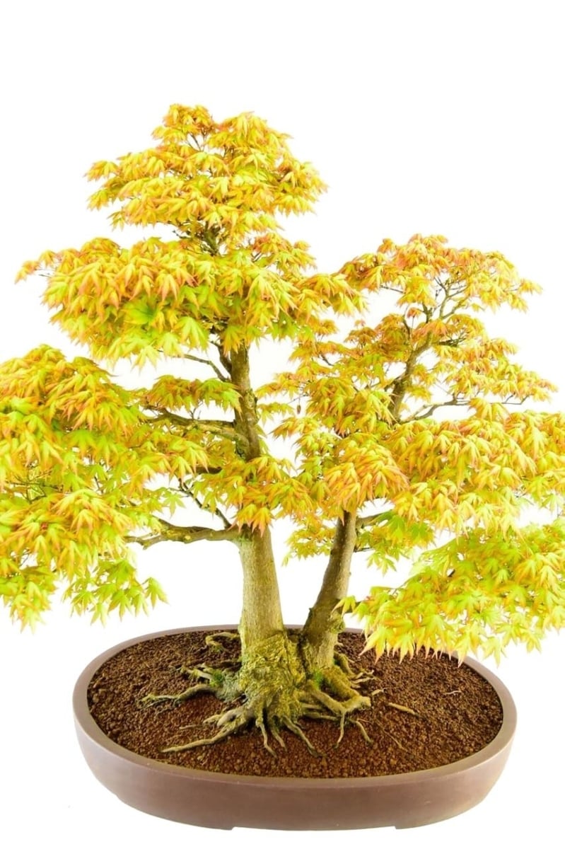 Extra-large Specimen Japanese Maple Bonsai (Acer palmatum katsura) ~ 65 years