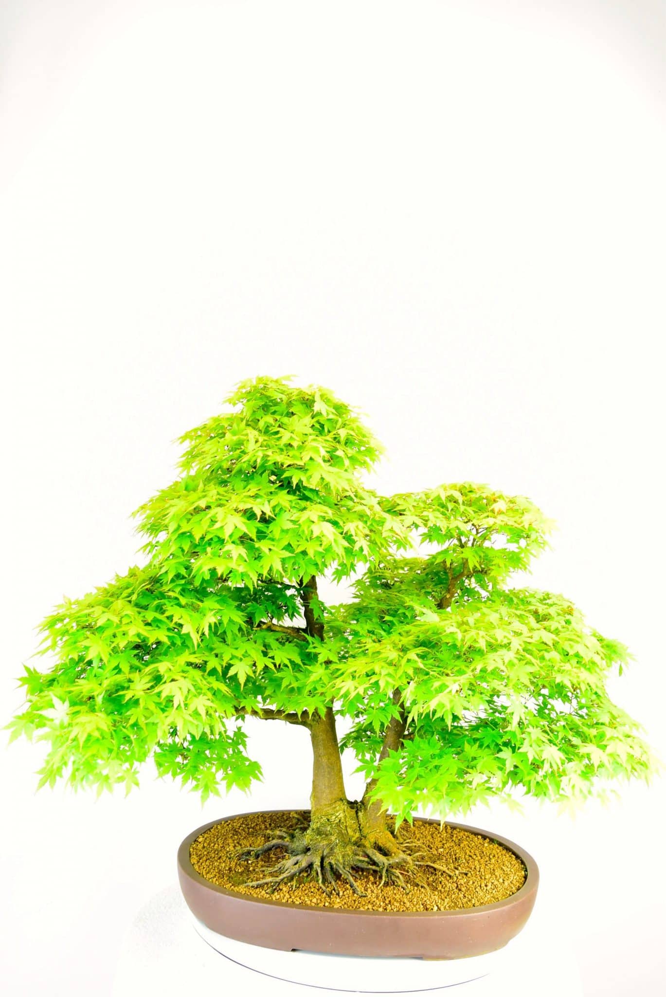 Summer foliage colour