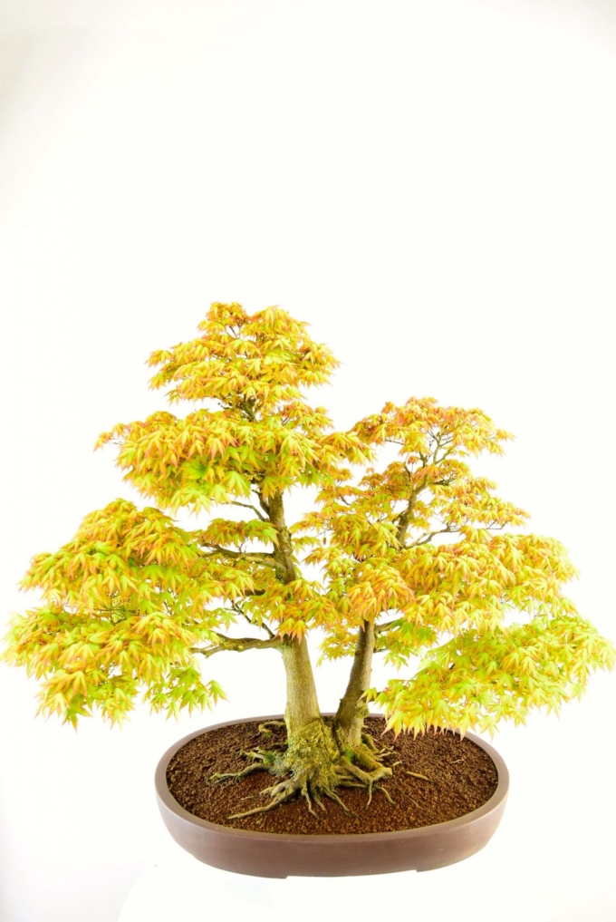 Specimen Japanese Maple Bonsai (Acer palmatum)