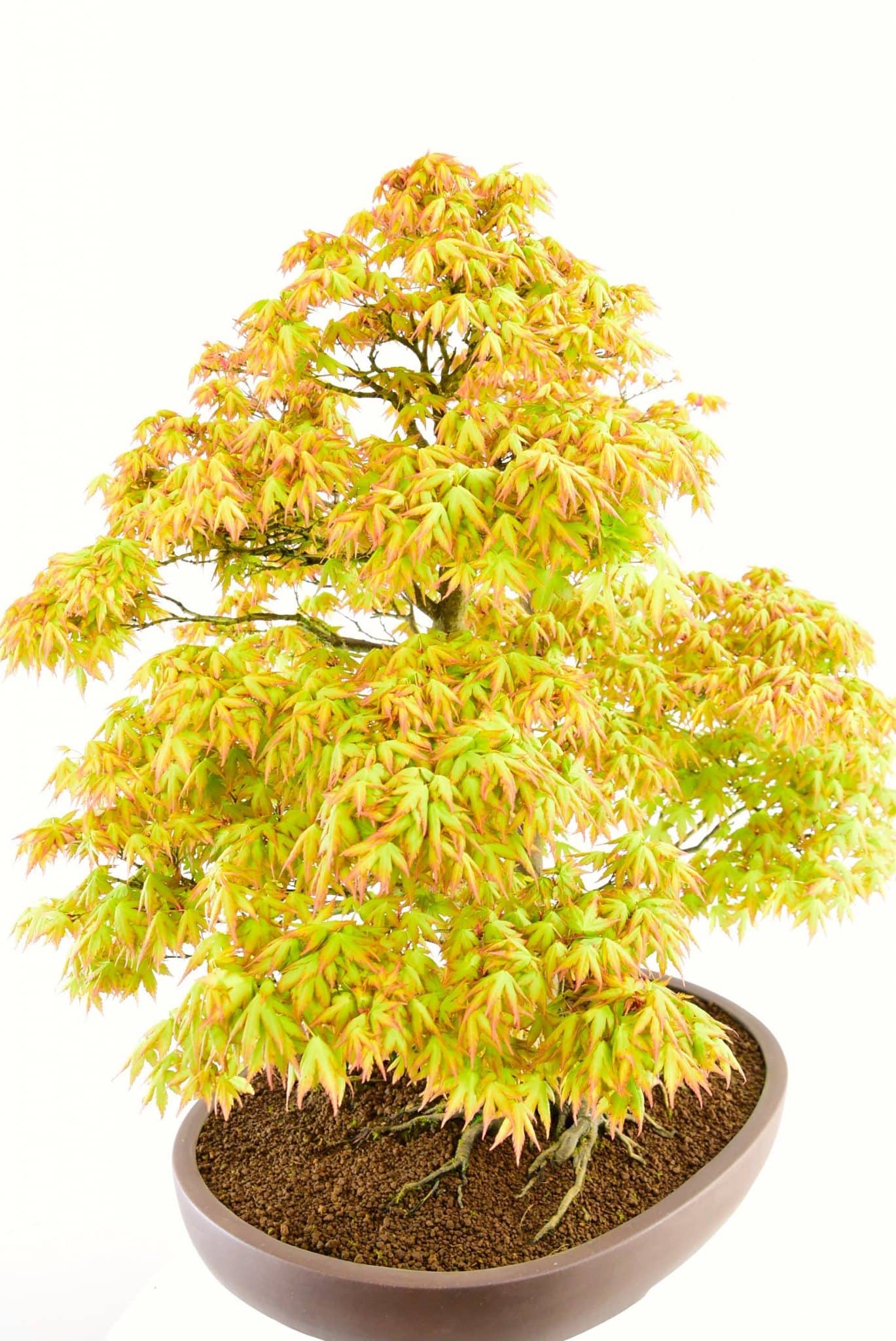 specimen outdoor maple bonsai for sale
