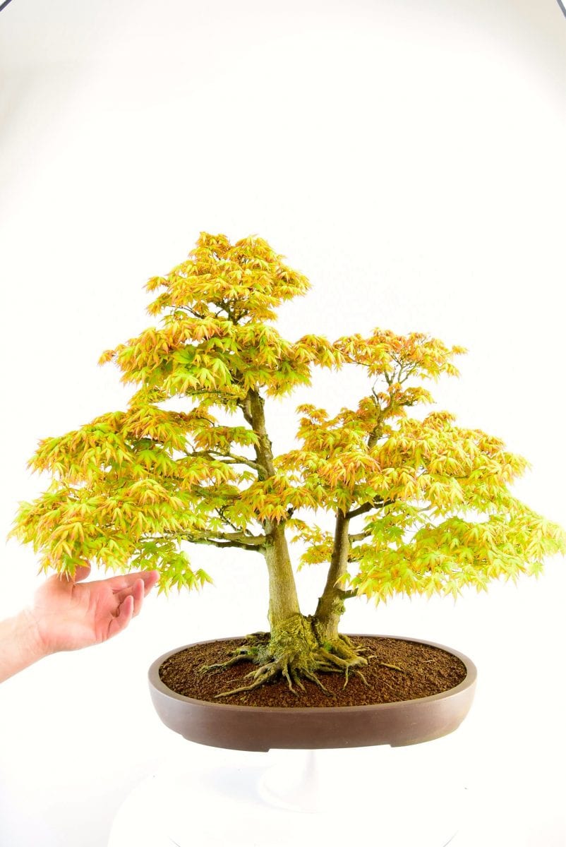 Specimen Japanese Maple Bonsai (Acer palmatum)