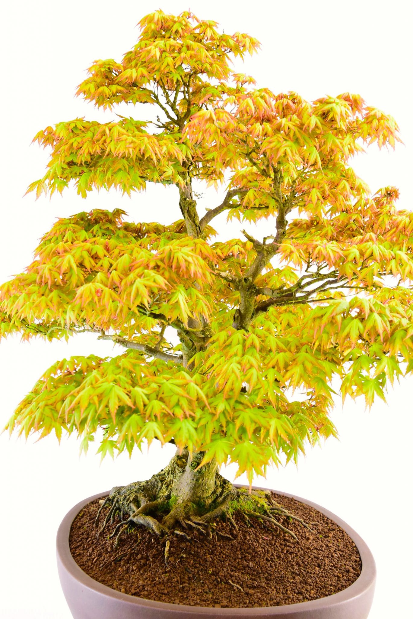 Incredible Japanese bonsai
