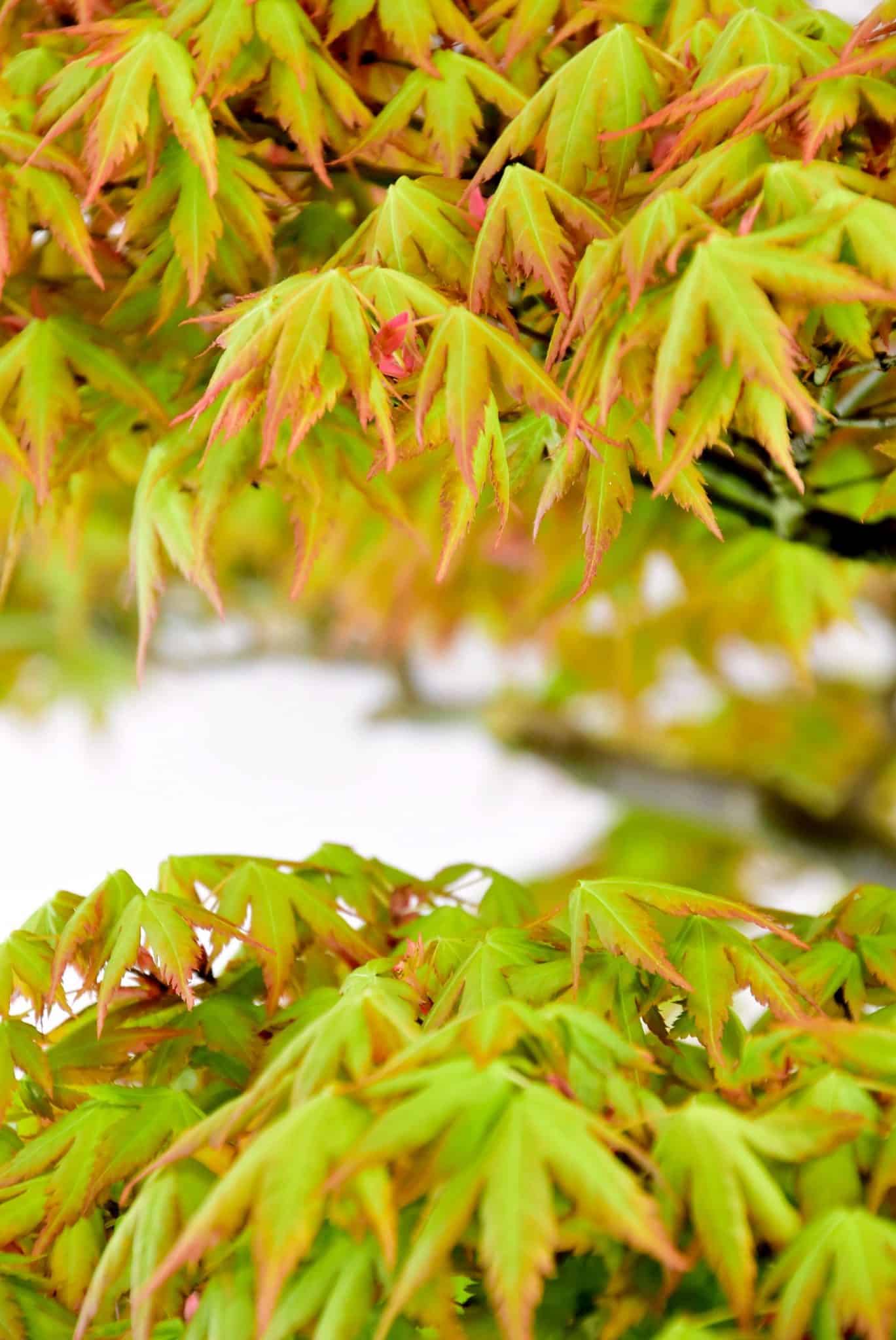 Hardy deciduous bonsai tree
