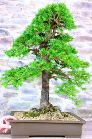 Larch Larix 45 year old specimen tree for your garden