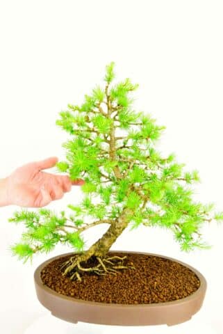 Specimen larch bonsai
