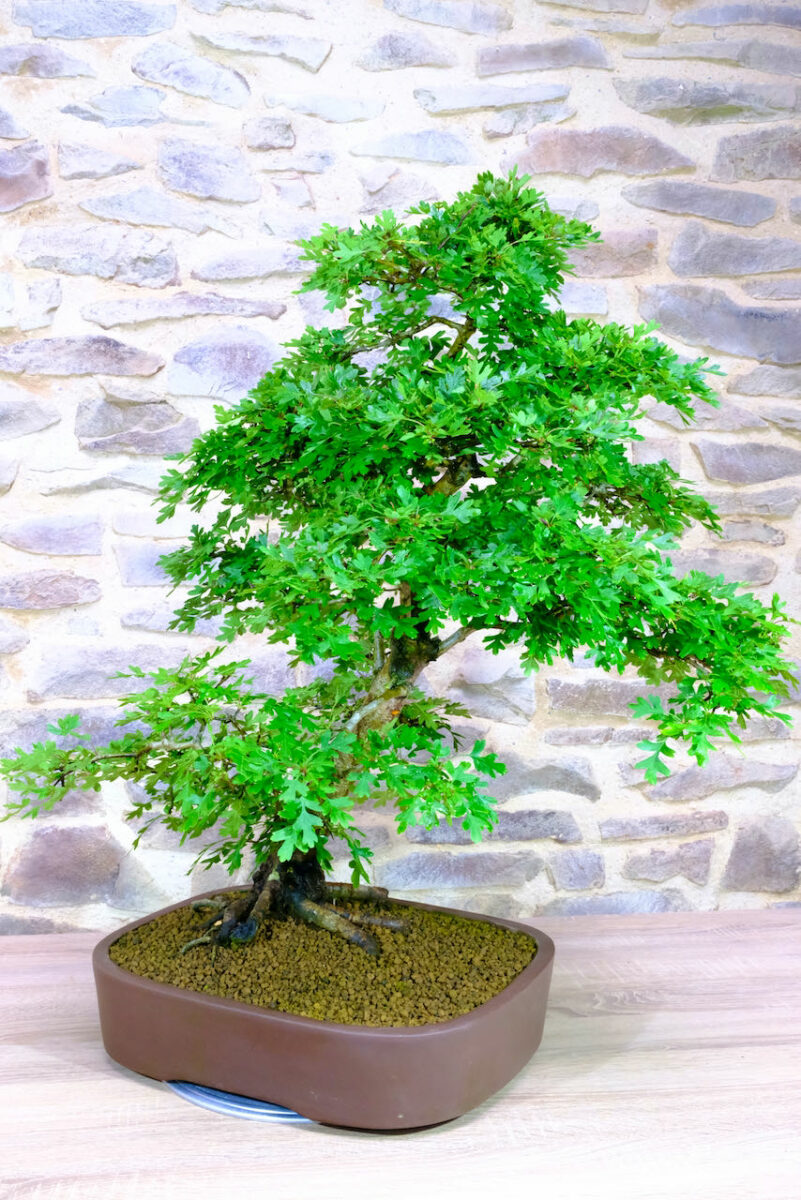 Hawthorn Bonsai Tree Outdoor Specimen Bonsai