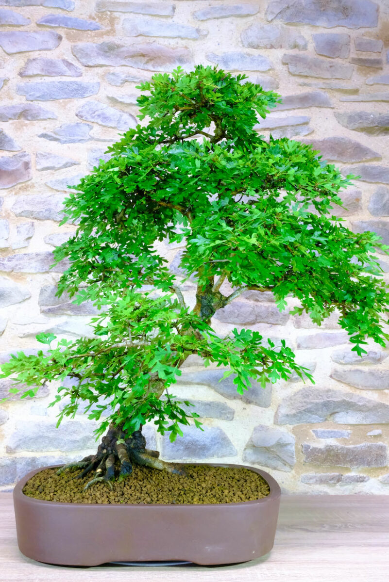 Hawthorn Bonsai Tree Outdoor Specimen Bonsai