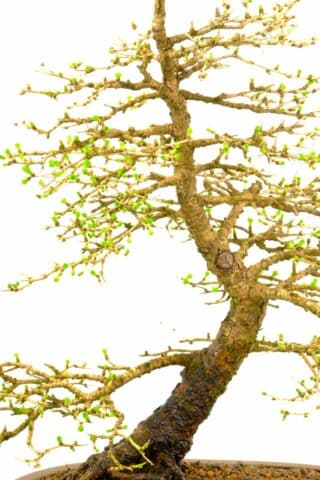 Incredible branch structure