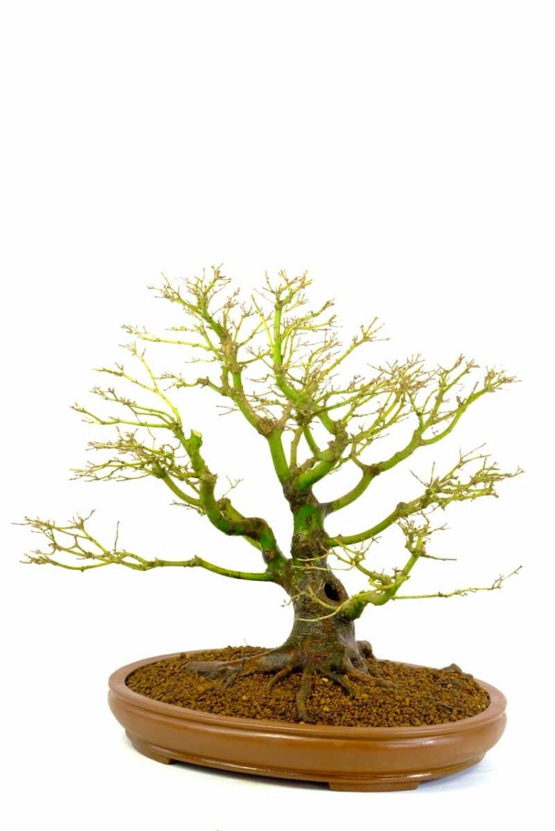 The deciduous state allows you to truly appreciate the structure