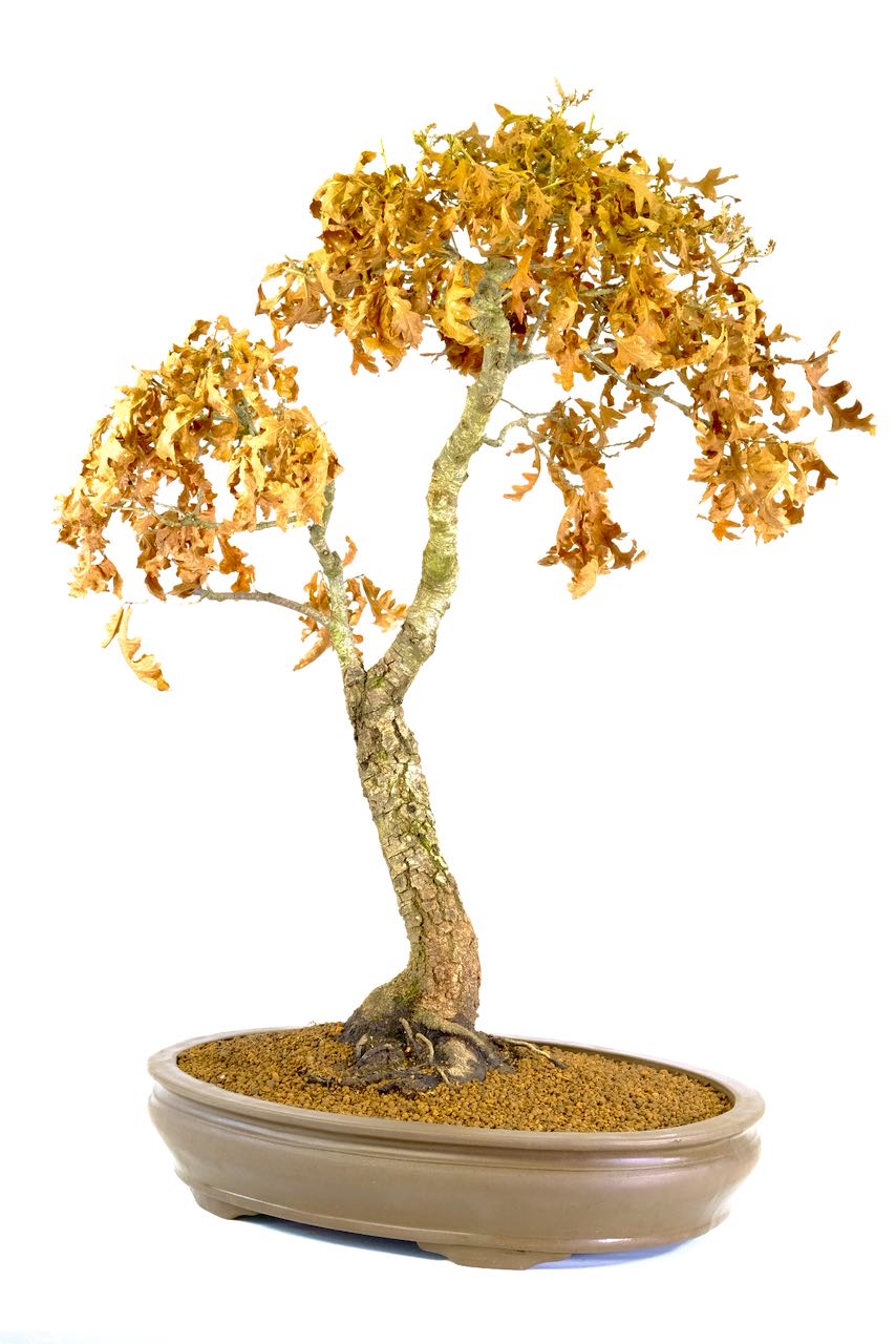 Tall and slender stature