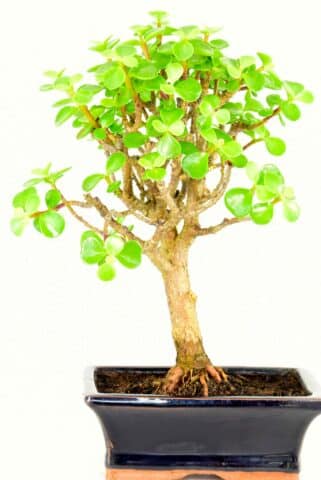 jade indoor bonsai in midnight blue pot