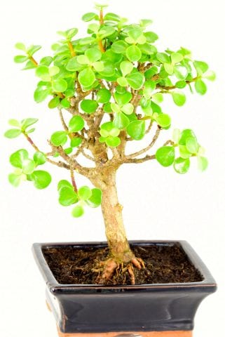 very easy portulacari aura bonsai