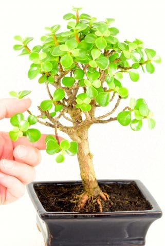 beginners bonsai for sale