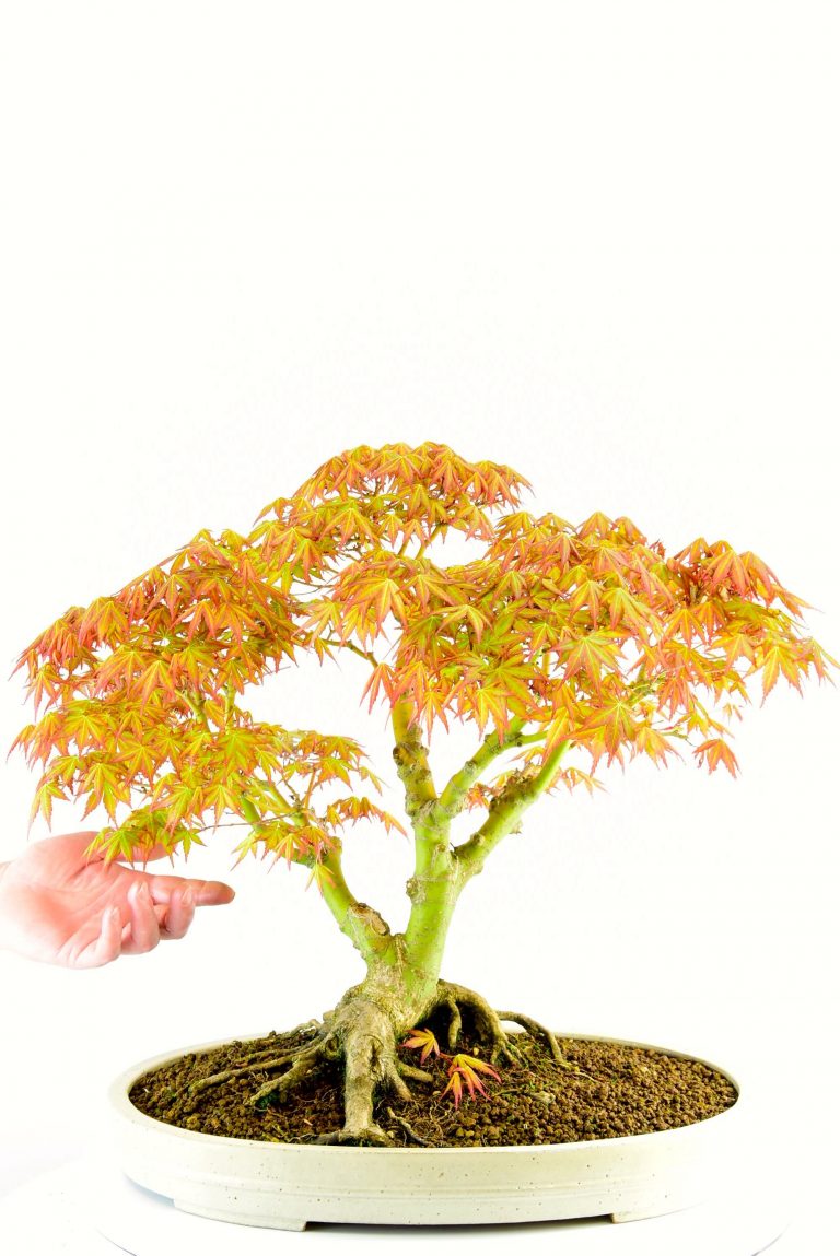 Amazing Specimen Japanese Maple Bonsai with incredible root flare