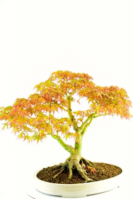 Outdoor bonsai for sale
