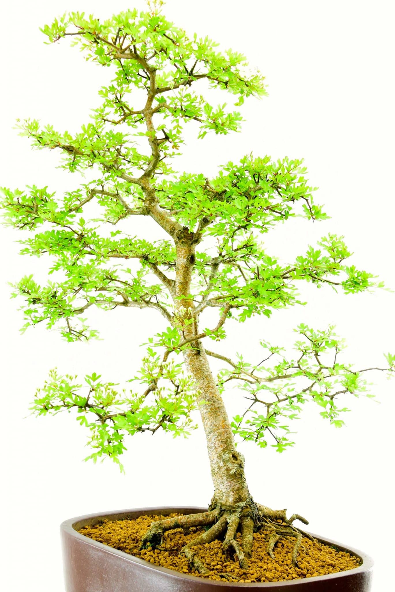 Hawthorn Bonsai Tree Outdoor Specimen Bonsai