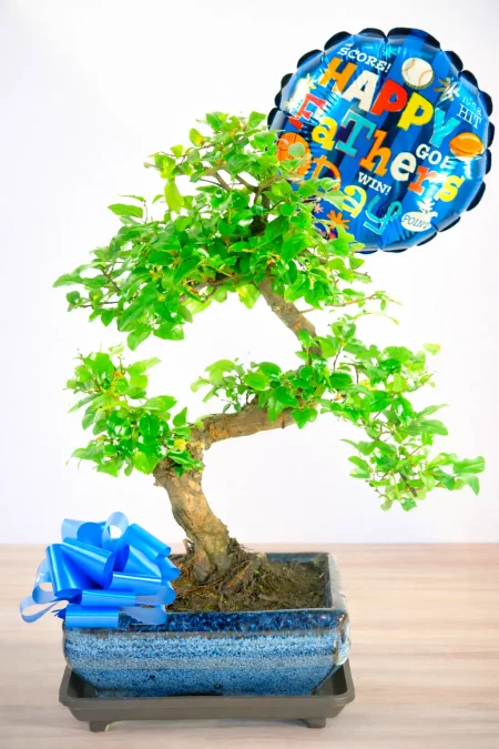 Unique Father’s Day Gift – Sweet Plum Bonsai Tree