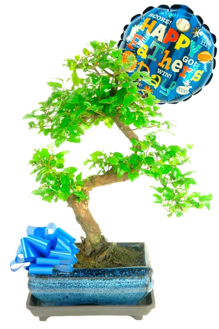 Unique Father’s Day Gift – Sweet Plum Bonsai Tree