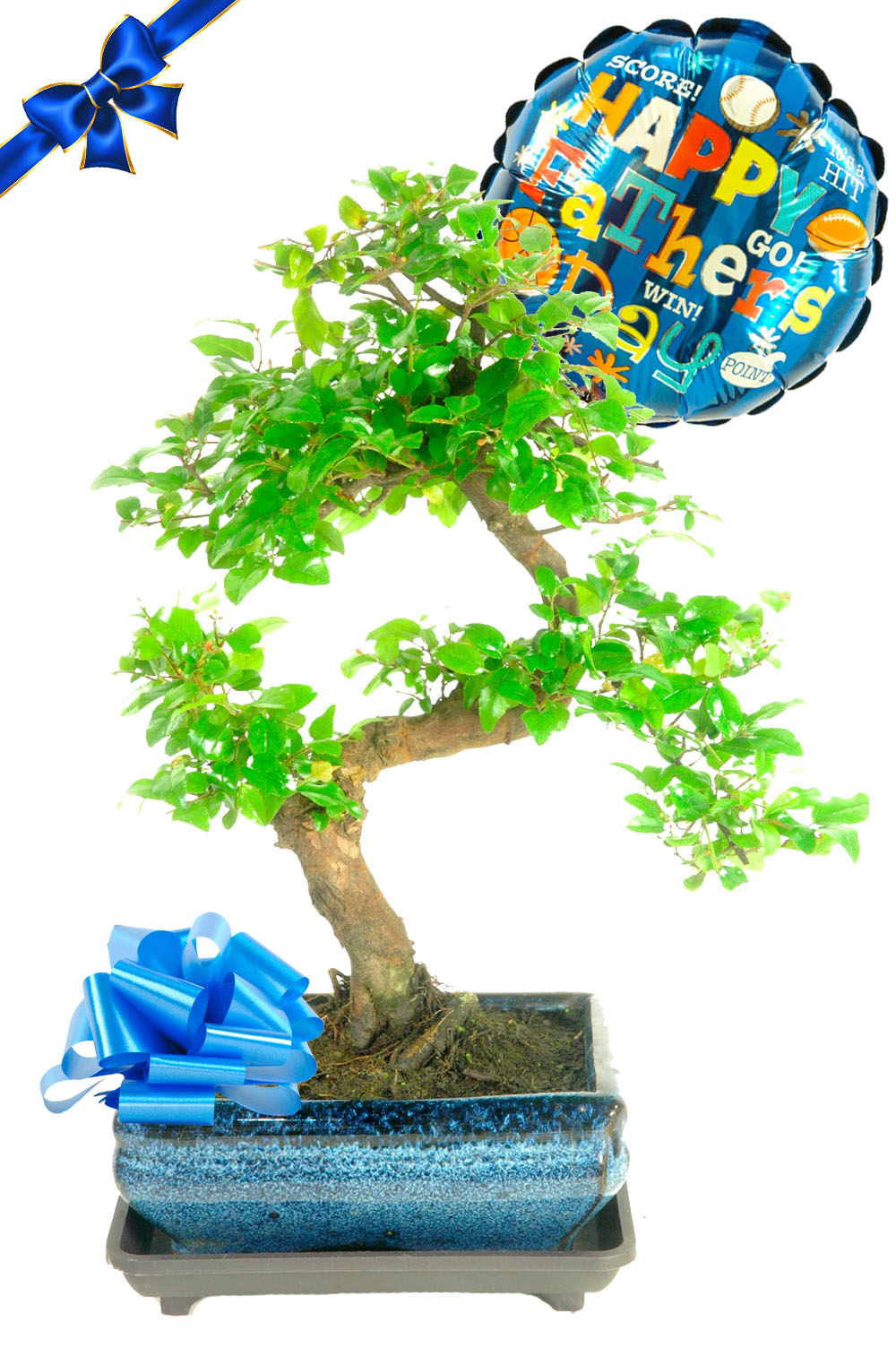 Fruiting Chinese Sweet Plum bonsai tree for sale - Fantastic Father's Day gift!