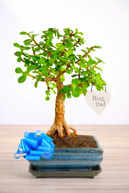 Unusual Plant Gifts for Dad That Are Easy, Stylish, and Full of Meaning