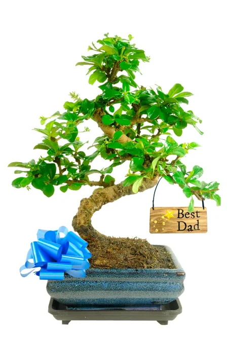 The Best Father’s Day Gift – Flowering Fukien Tea Tree Bonsai