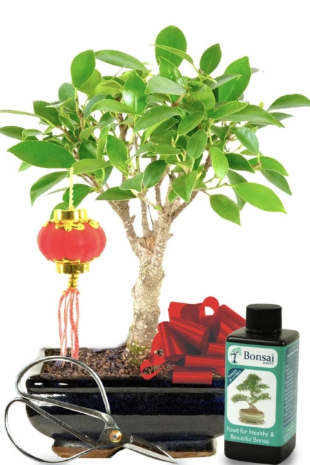 CNY5 Ficus bonsai tree for Chinese New Year Gift