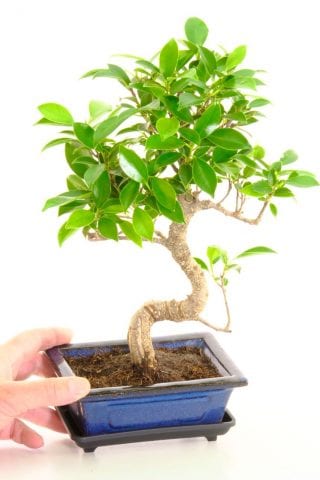 Ficus retusa s-shaped indoor bonsai for beginners