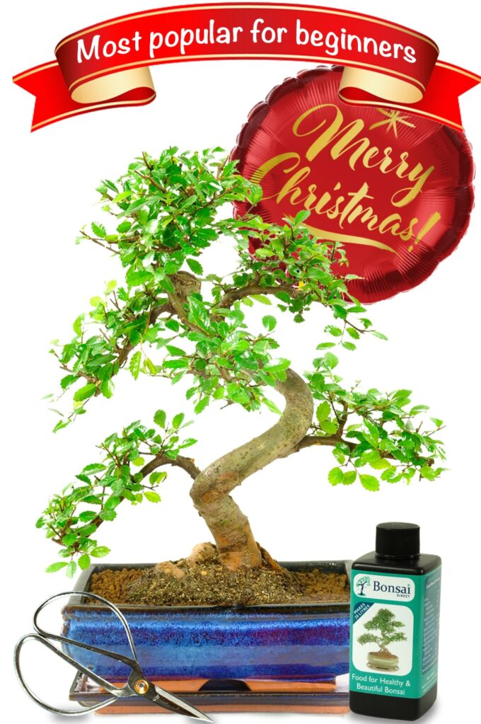 Highly recommended mid-sized Christmas starter bonsai kit with Merry Christmas balloon