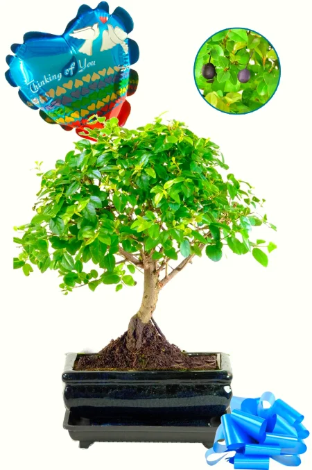 Fruiting indoor Chinese Sweet Plum "thinking of you" bonsai tree gift | FREE UK delivery