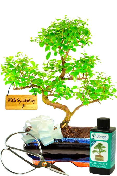 Indoor 12yr Sweet Plum Bonsai Tree Kit Best Buy - With Sympathy