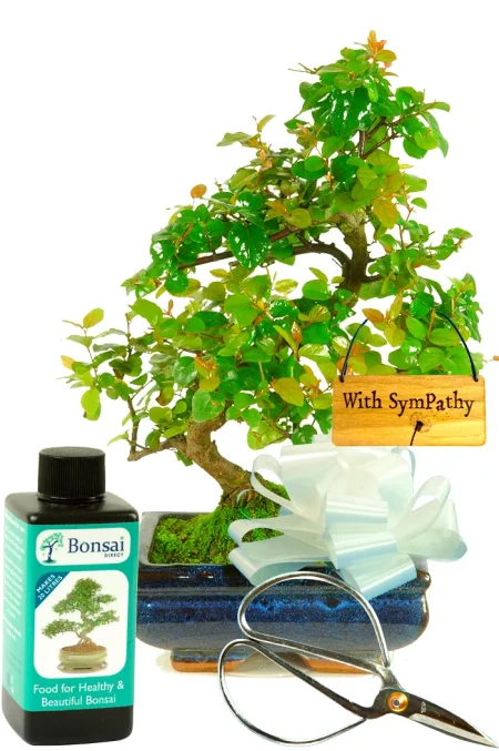 Indoor Sweet Plum Bonsai Tree Kit Best Buy - With Sympathy