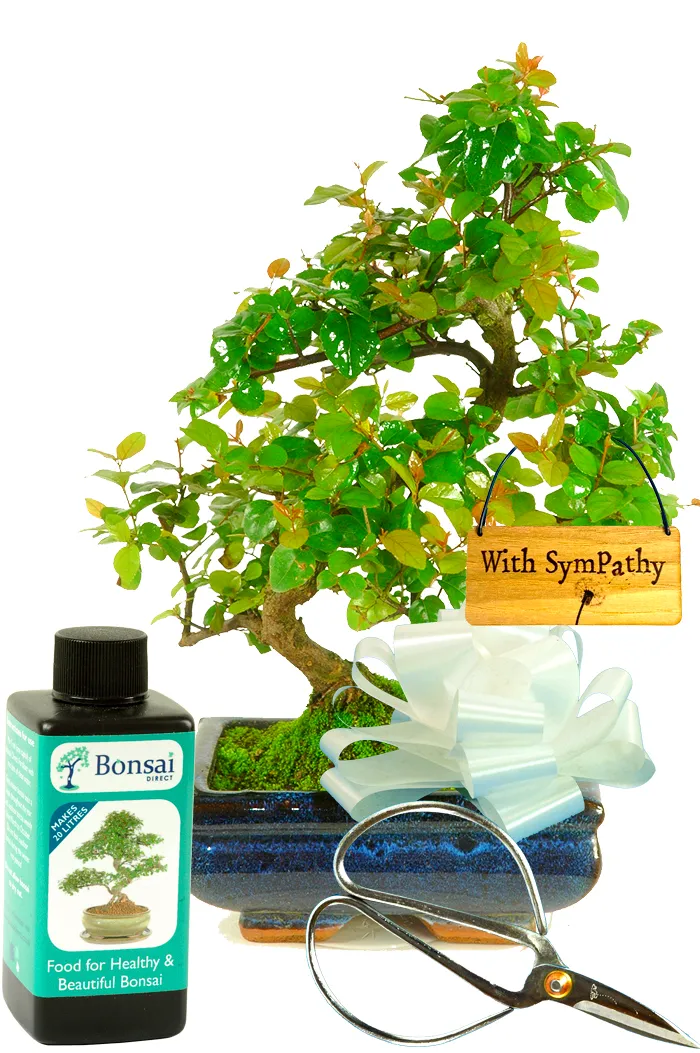 Indoor Sweet Plum Bonsai Tree Kit Best Buy - With Sympathy