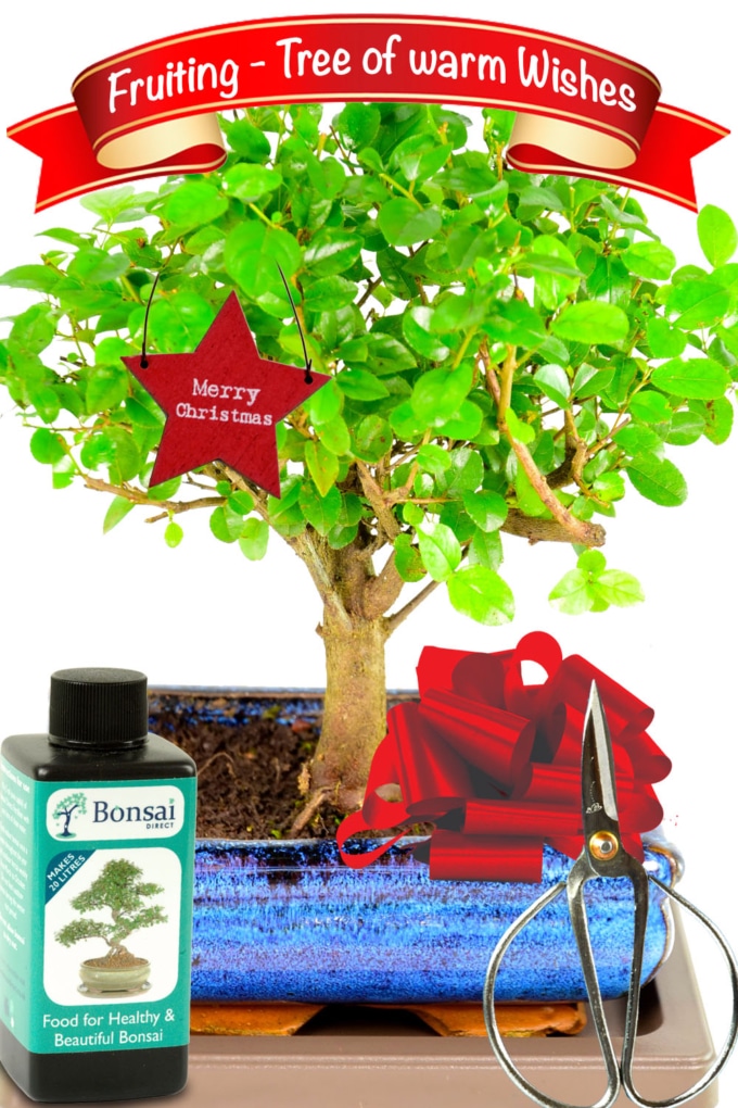 Bonsai Gift Trees for Christmas Presents with free delivery