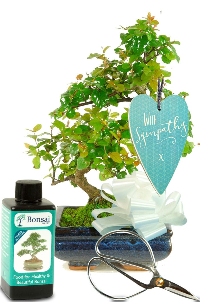 With my deepest sympathy plant gift fruiting bonsai kit
