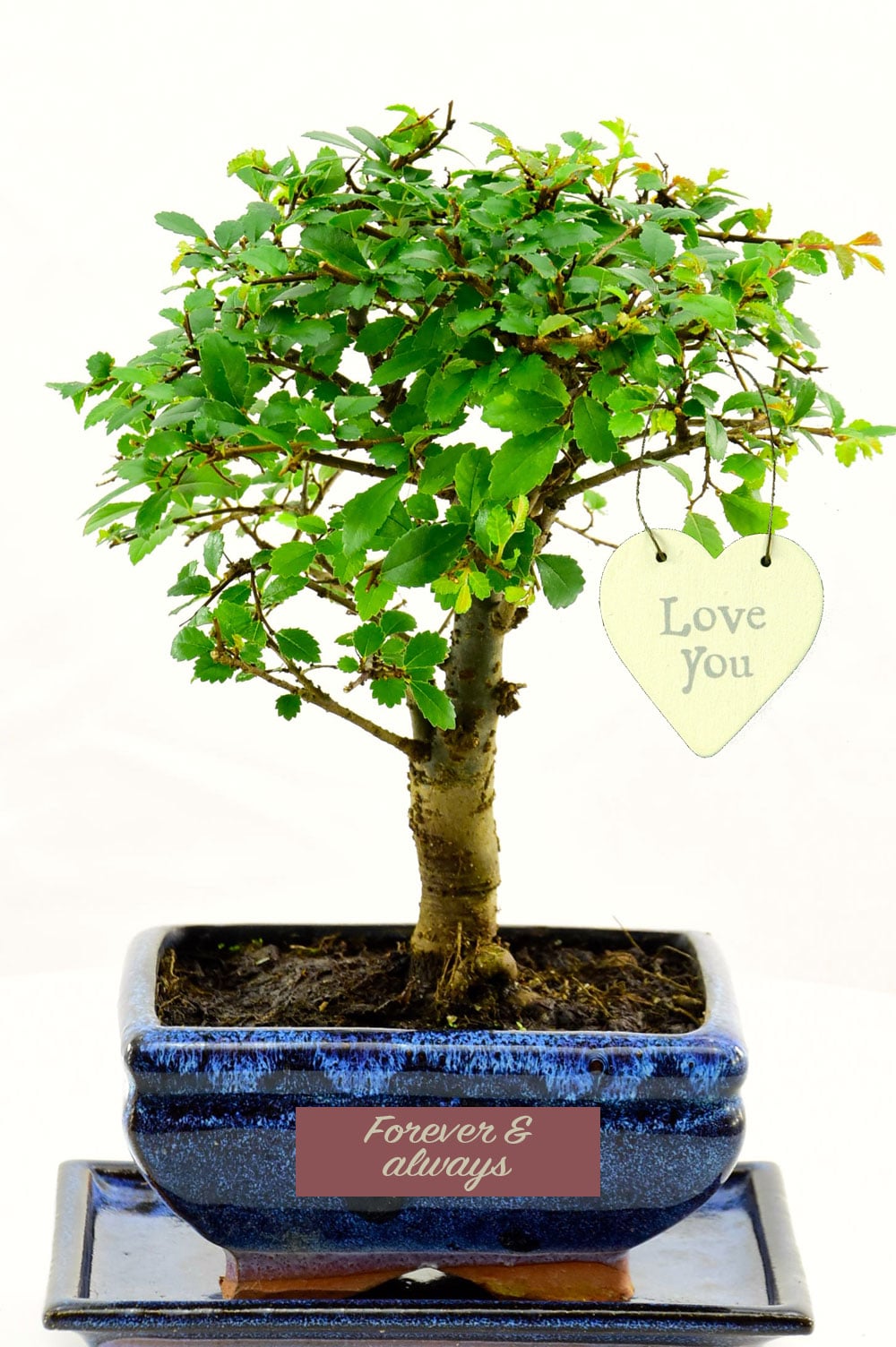Forever and Always Gift | Orchard Style Indoor Chinese Elm Bonsai