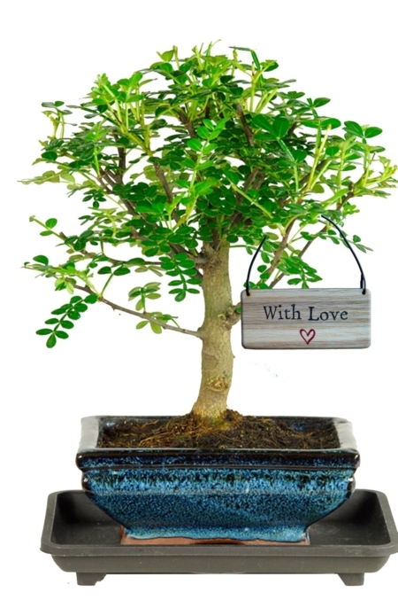 Peace & Harmony bonsai tree gift
