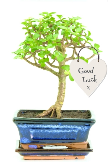 Tree of luck & prosperity