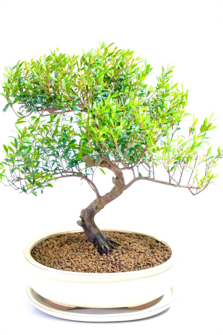 Large 17 year old Syzygium / Roseapple Myrtle - Fruiting & Flowering Indoor Bonsai Tree for Beginners