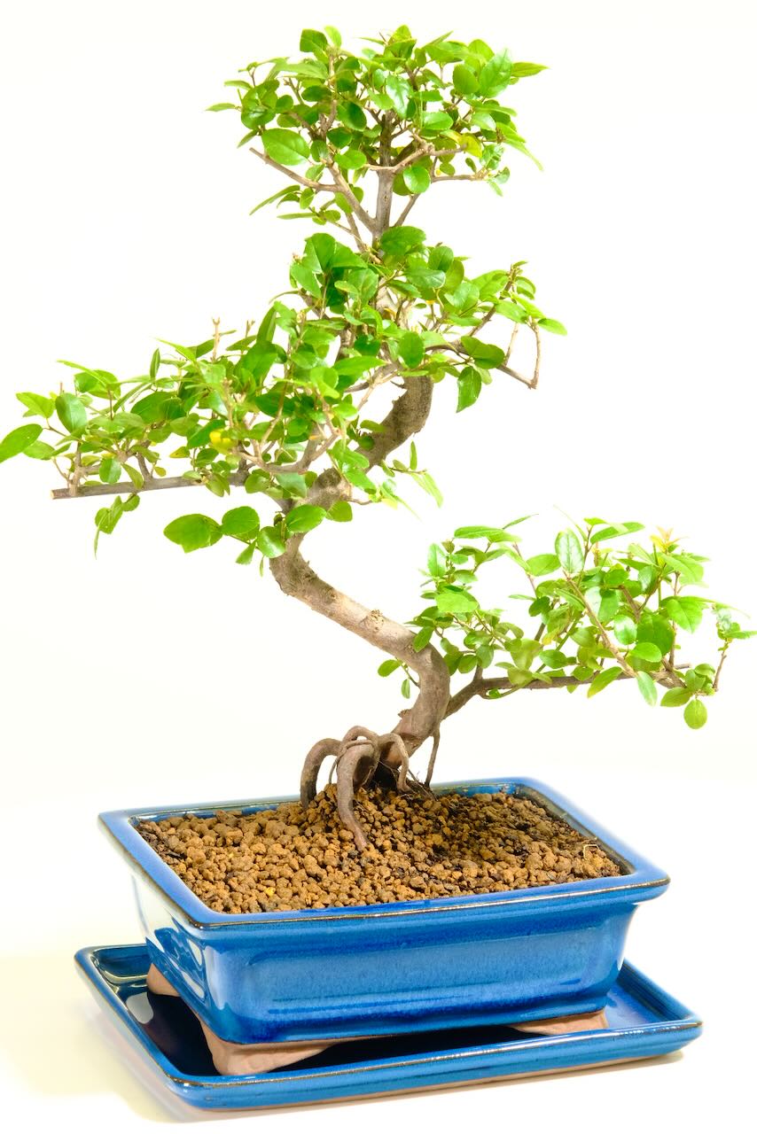 Free flowing quality bonsai for beginners