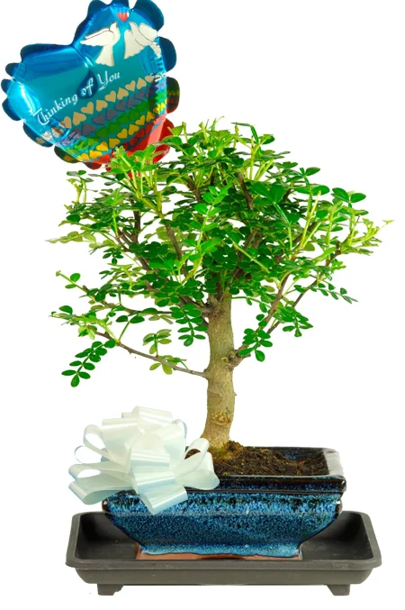 Thinking of You Gift – 6 Year Old Aromatic Pepper Bonsai Tree