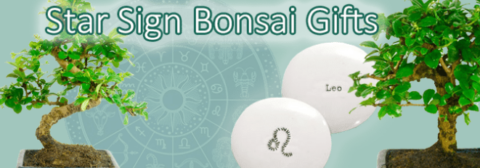 Star sign / zodiac bonsai gifts